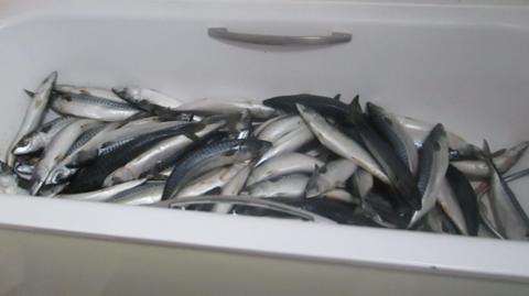 Fish, possibly mackerel, in a bath. There are some washing or cleaning products in the corner.