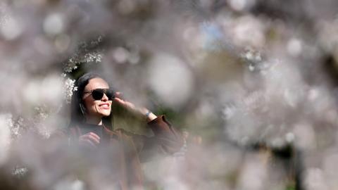 A woman views cherry blossoms at Regent's Park in London, UK