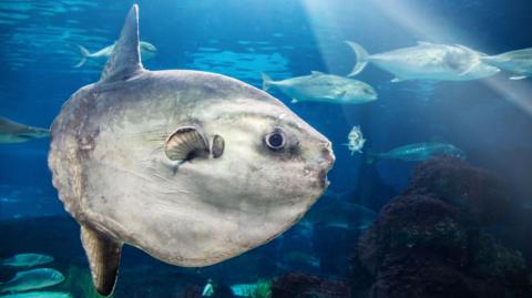 sunfish in the ocean