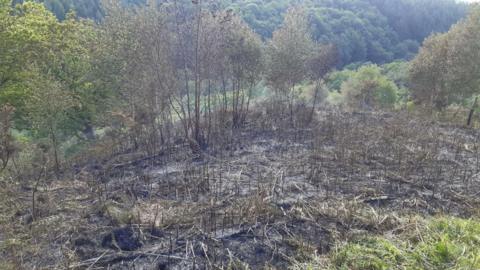 Burned area of wildlife reserve