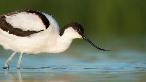 Avocet in water