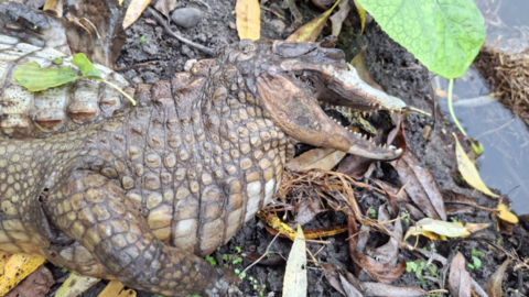 Dead croc