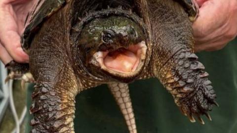 A turtle with a mouth open