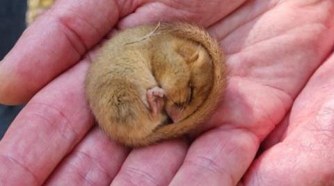 A dormouse being held in a person's hand.
