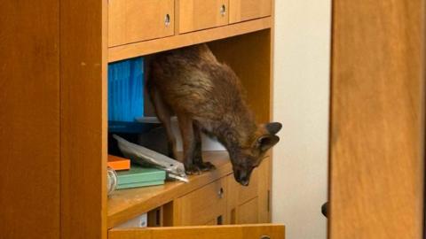 A fox hunts through a cupboard full of files inside an MP's office in Portcullis House, Westminster