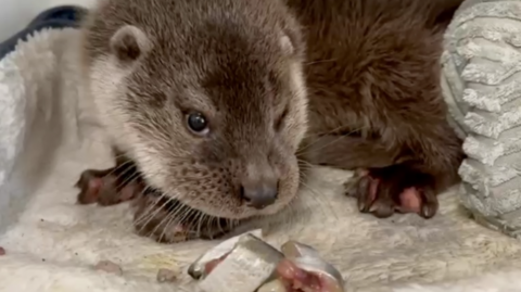 An otter in the care of the Leicestershire Wildlife Hospital