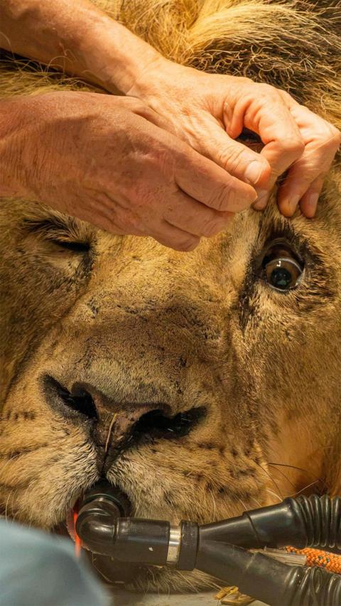 Lion undergoing surgery