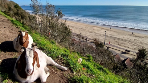 Two goats sat in the sun looking at the camera on a muddy, grassy cliff while the beach and the ocean can be seen in the distance.