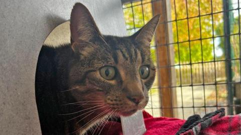 Ethan's head is sticking out of a hole which leads into a sheltered den which has a fleece bed. He is inside a crate. He has green eyes and is brown and black tabby-coloured. He has long white whiskers. Behind him is a window looking out into a garden which has paving stones, a wooden fence and trees.