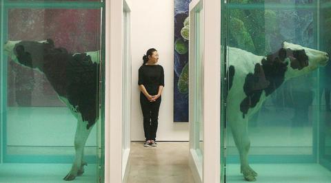 Cows in a formaldehyde solution, at the White Cube Gallery in London, on 1 June 2007