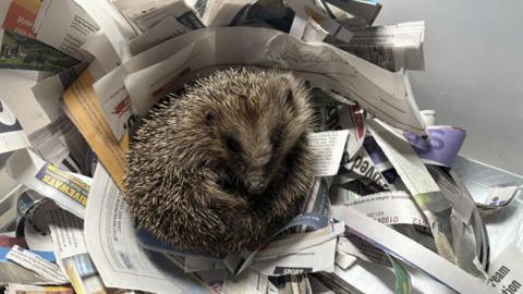 A hedgehog which is curled up and lying in a bed of shredded newspaper.