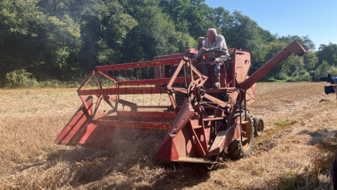 John Hosking driving a small, open cabin combine harvester from the 60's in a barley field