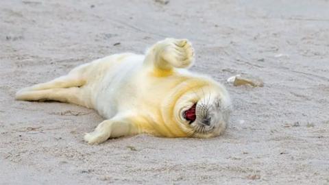 Laughing seal