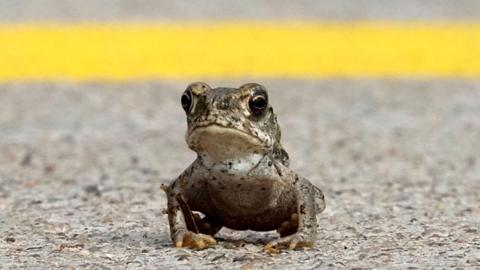 Toad crossing a road