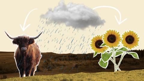 Bò agus neòineanan-grèine