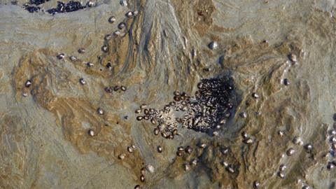 Dinosaur footprint with shells in it