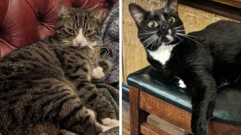 Composite image of two cats, one tabby and curled up on a coat, the other black and white, lounging on a bar stool