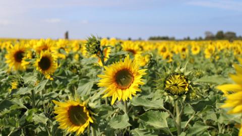 A field of sunflowers with a blue sky in the background