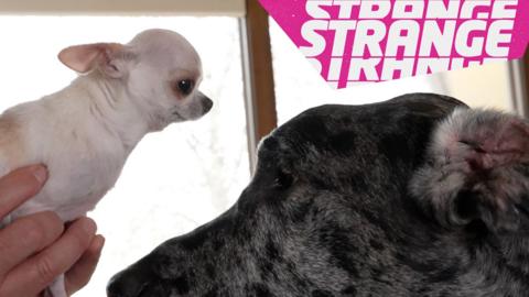 A chihuahua and a great dane head to head