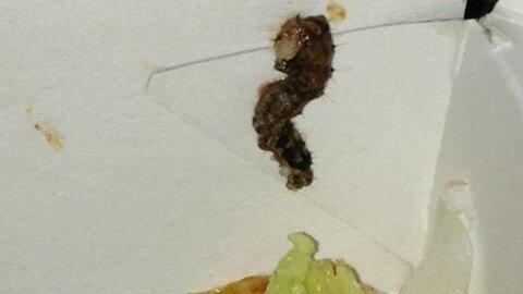 A photograph of the caterpillar found in a KFC burger