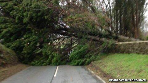 tree blocks road