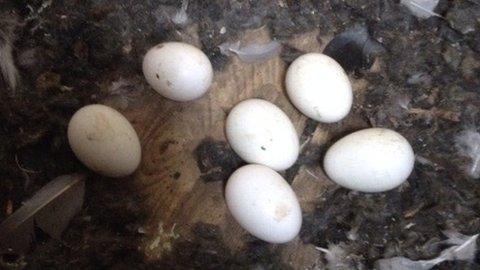 Barn owl eggs at Toft Monks Mill