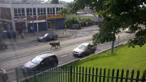 Escaped cow