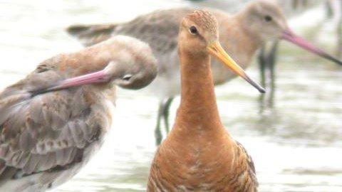 Black tailed godwit