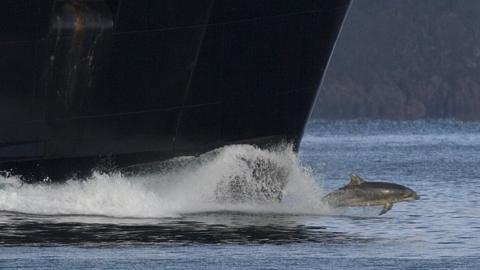 Shark attack suspected on killer whale John Coe - BBC News