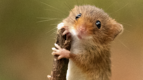 A brown harvest mouse, holding a stick, looking directly at the camera. It has black eyes and whiskers. The background is blurred. 
