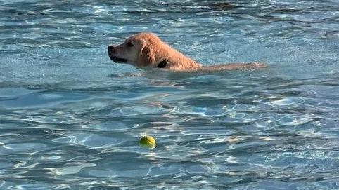 dog swims in pool near a tennis ball