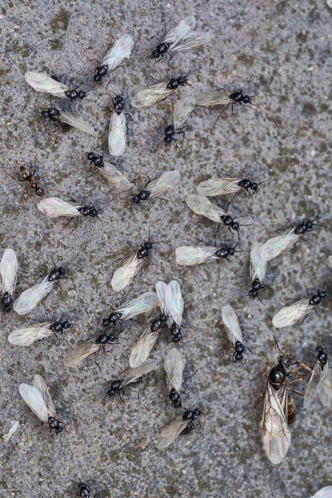 Black Garden Ants swarming on a paving slab in summer UK.