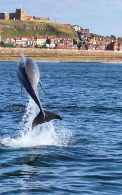 A pod of dolphins was spotted off the coast of Whitby