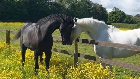 Quaker, a black horse, nuzzling Vida over a low wooden fence. The field has bright yellow flowers and green grass and is a bright day with some clouds and blue sky.