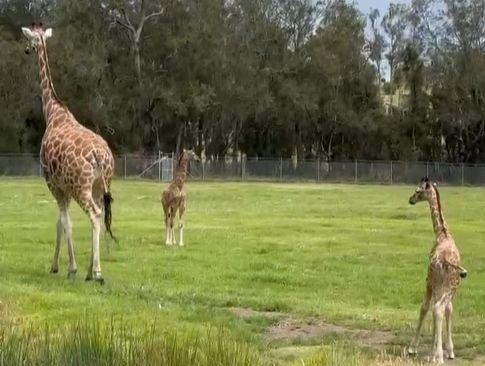one adult and two baby giraffes in a field