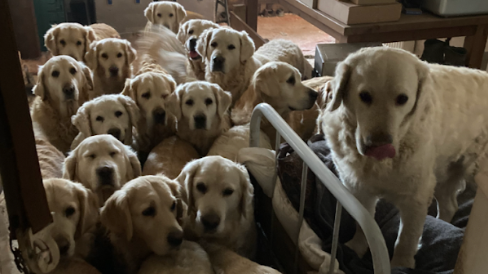 More than 15 golden retriever dogs crowded together in a house. They are looking ahead and one is stood on a bed.