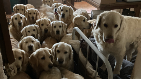 Around 15 dogs all cramped into a small room and bed. They are golden retrievers