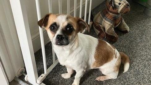 Penny is a white and brown chihuahua. She is sitting on a grey carpet next to a dog toy.