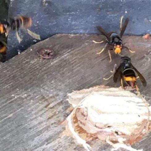 Asian hornets