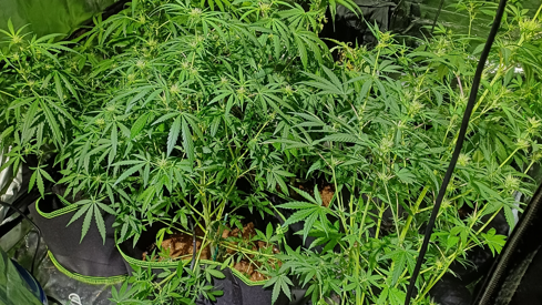 Green cannabis plants in black pots. There are many small green leaves attached to the plant. 