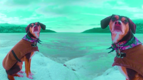 Two dogs look towards the camera, in the background is a snowy scene, but with a green tinge.