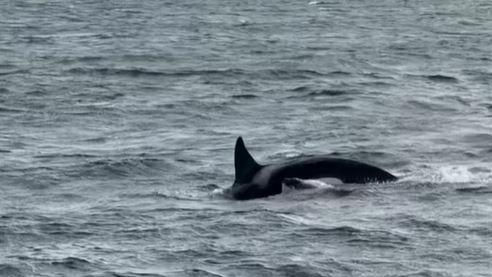 Two orcas swimming in the sea. The adult orca's fin and back can be seen in the water as it prepares to dive under. Very close to it is a young calf, whose head is just emerging from the water.