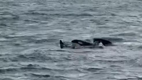 Two of the killer whales emerging from the water near the Farne Islands. Spray can be seen being blown out of one of their blowholes.