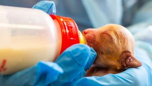 A staff member at an SSPCA rescue centre bottle-feeding a newly born puppy of unspecified breed while wearing a pair of blue gloves and light blue protective smock.