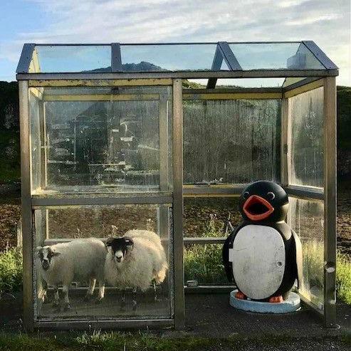 Two sheep in a rural bus stop, next to a penguin (not a real one, some kind of penguin structure, possibly a bin as it has a wide open mouth), with grassy land behind.