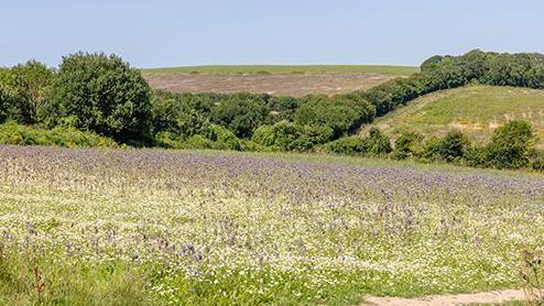A meadow with blue flowers bordered by trees.