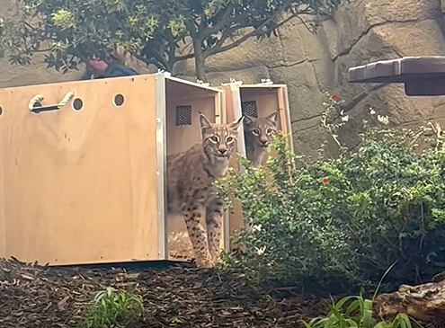 The pair of lynx venture out of their travel boxes to explore their new enclosure