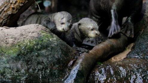 The baby giant otters