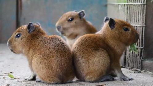 Three young capybaras sit together.