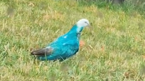 A pigeon whose feathers are a teal blue colour. It is walking on grass.